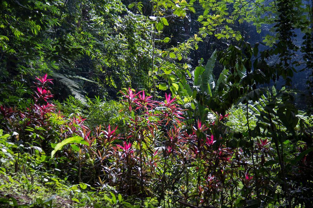 Bed and Breakfast Se Ua Manzanillo  Esterno foto